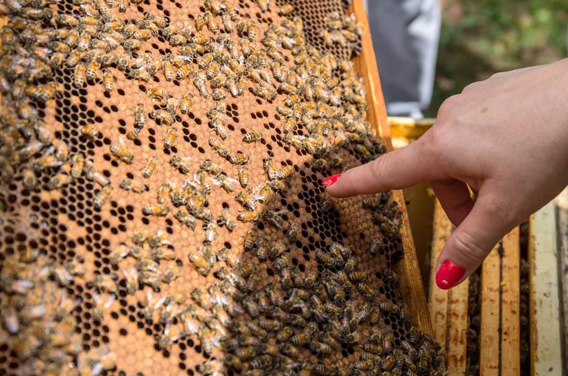 8 sierpnia - Wielki Dzień Pszczół | Polska Agencja Prasowa SA