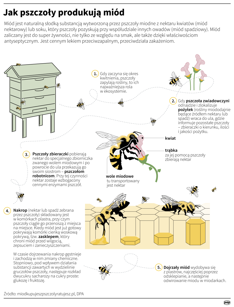 Jak pszczoły produkują miód. Autor: Maria Samczuk