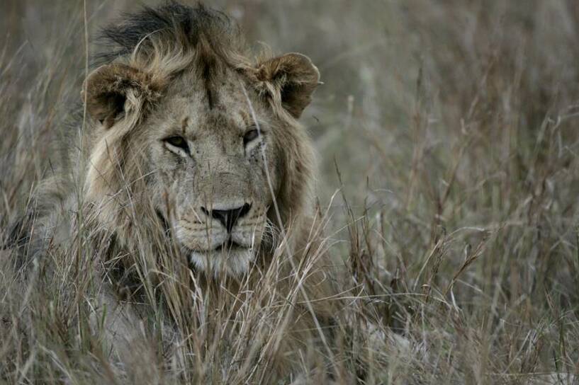 Duży samiec lwa siedzi na trawie w rezerwacie zwierzyny Masai Mara w Kenii. Fot. PAP/EPA STEPHEN MORRISON