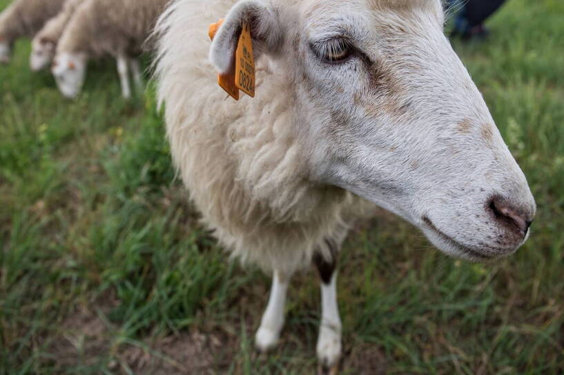 Prokuratura rozpoczęła śledztwo w sprawie wypasu owiec w gdańsku Fot. PAP/Wojtek Jargiło