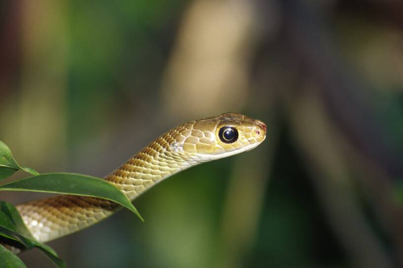 Wąż. Zdjęcie ilustracyjne. Fot. PAP/DPA CHROMORANGE