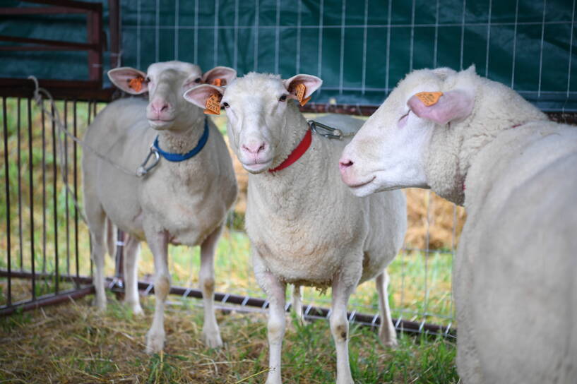 hodowla owiec, zdjęcie ilustracyjne, fot. PAP/Darek Delmanowicz