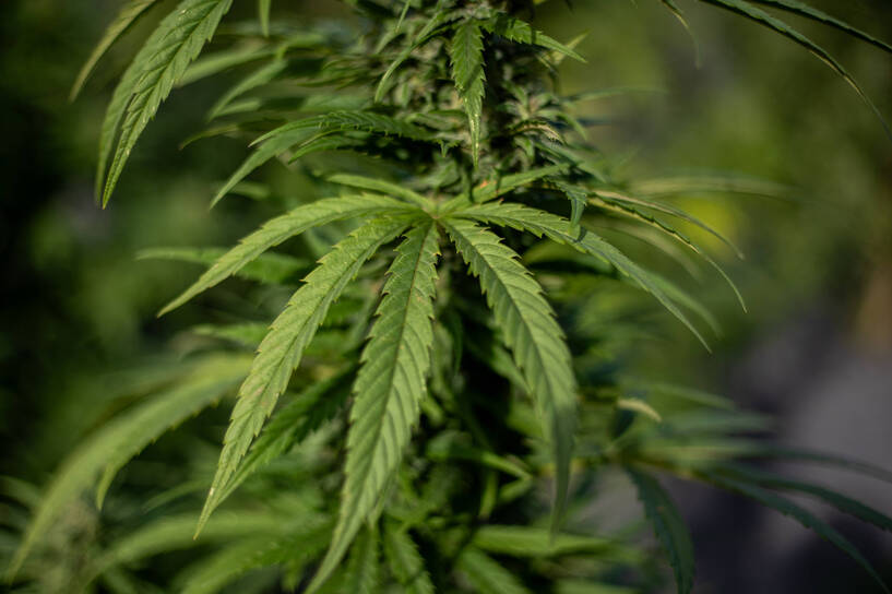 Marihuana, Fot. PAP/CTK/Vladimir Prycek