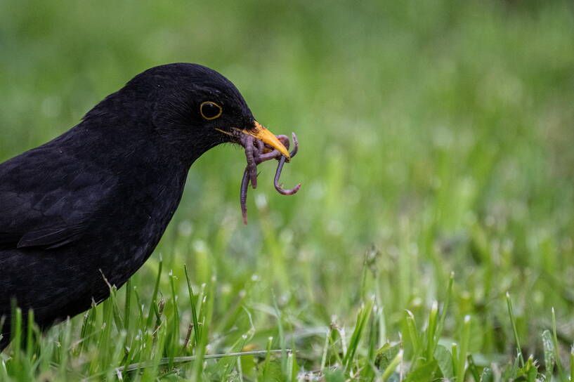 Kos (Turdus merula) szukający pożywienia na trawniku w Przemyślu, fot. PAP/Darek Delmanowicz