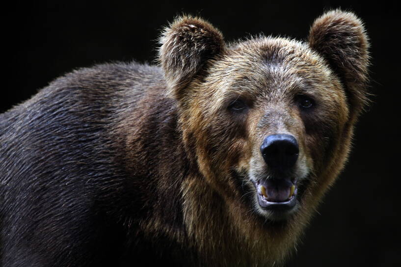 Straż leśna nie zamierza poszukiwać niedźwiedzicy, zakładając, że był to tylko atak obronny. Zdjęcie ilustracyjne. Fot. PAP/EPA/M.A.PUSHPA KUMARA