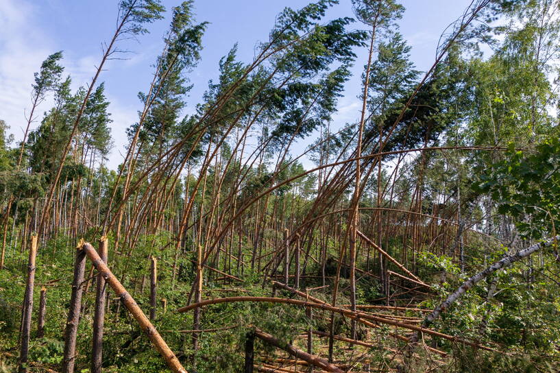 Połamane drzewa w lesie w okolicy miejscowości Kulno na Podkarpaciu (28.06.2024). Fot. PAP/	Darek Delmanowicz