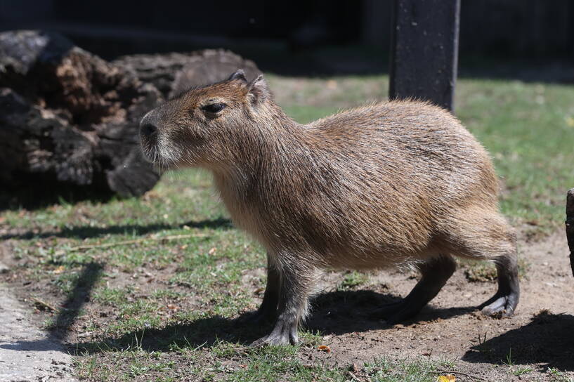 Dzień Kapibary w łódzkim zoo. Fot. PAP/Marian Zubrzycki