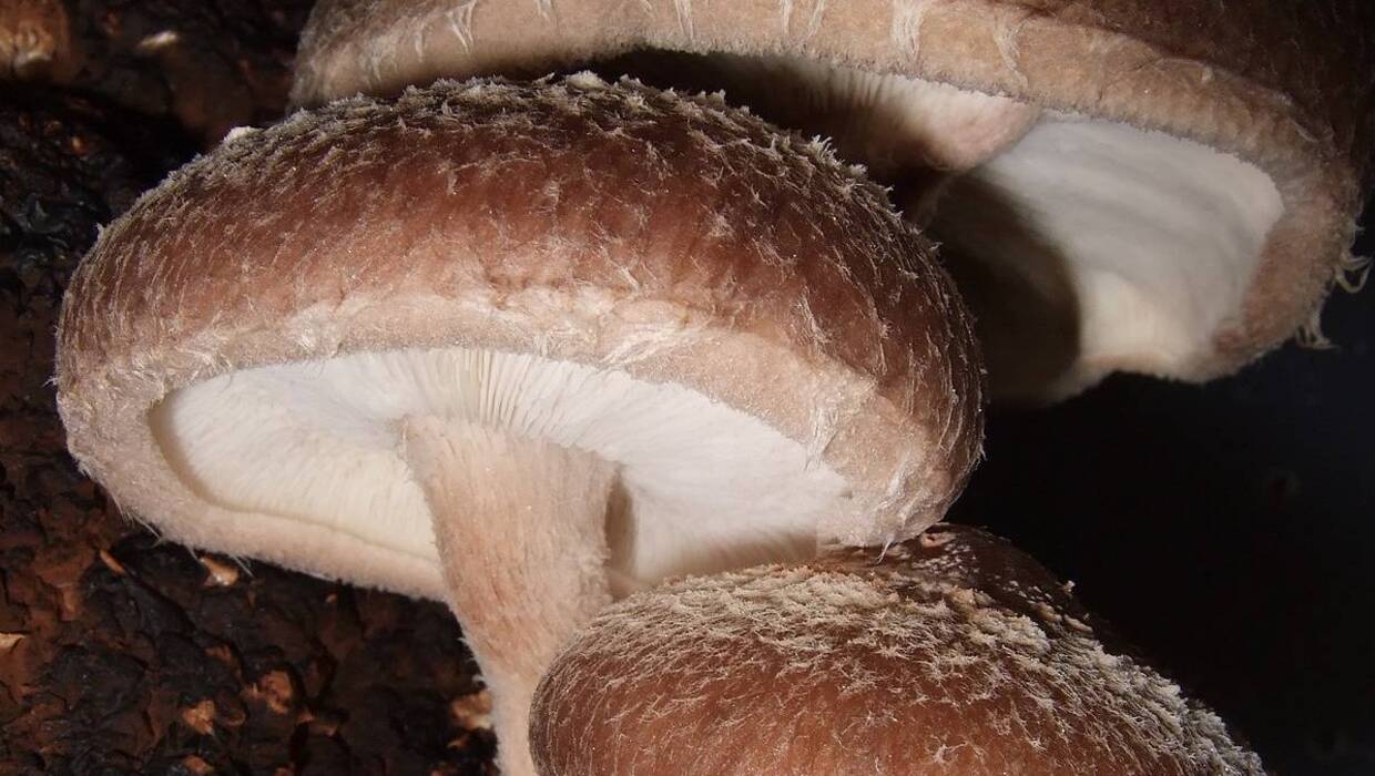 Grzyby shiitake Fot. Wikimedia Commons