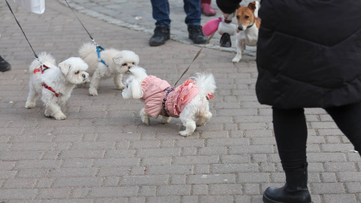 Behawiorystka: my i psy funkcjonujemy dosyć podobnie i z podobnych przyczyn bywamy zadowoleni albo sfrustrowani. Fot. PAP/	Grzegorz Momot