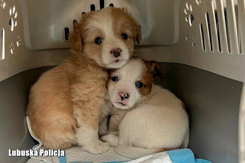 Pieski odzyskane przez policję. Fot. Lubuska policja