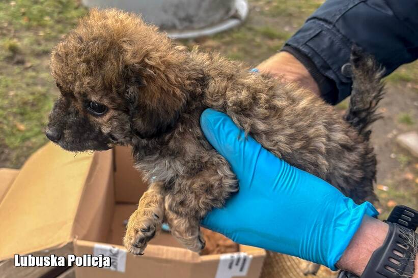 Piesek odzyskany przez policję. Fot. Lubuska policja